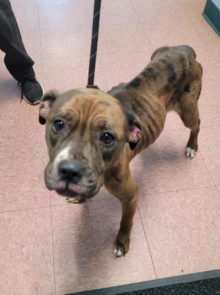 Enlarge Isla/Hailee, a Adoptable mixed breed in Wabash, IN image 3/3