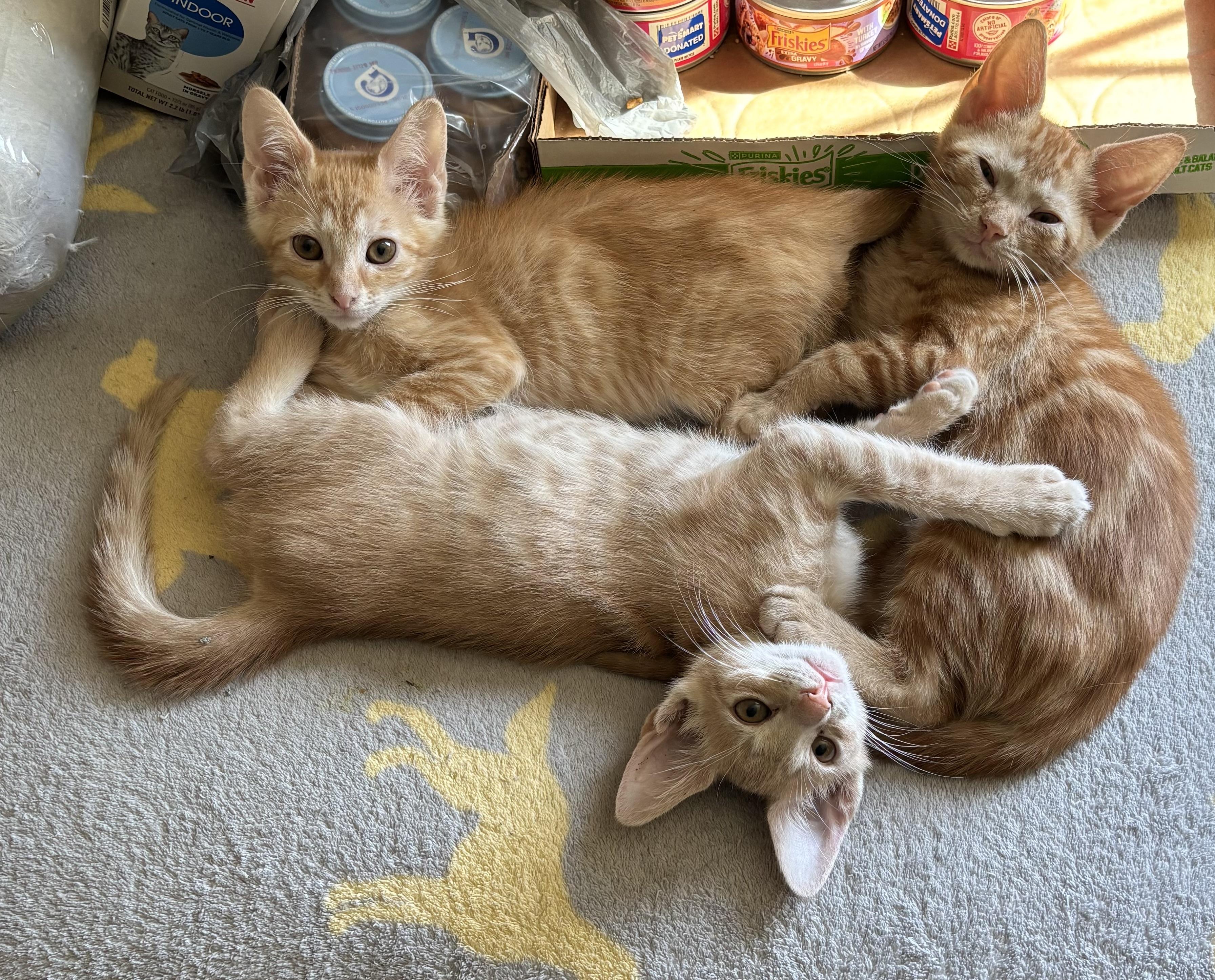 Enlarge Penelope, a Adoptable Domestic Short Hair in Bensalem, PA image 3/3