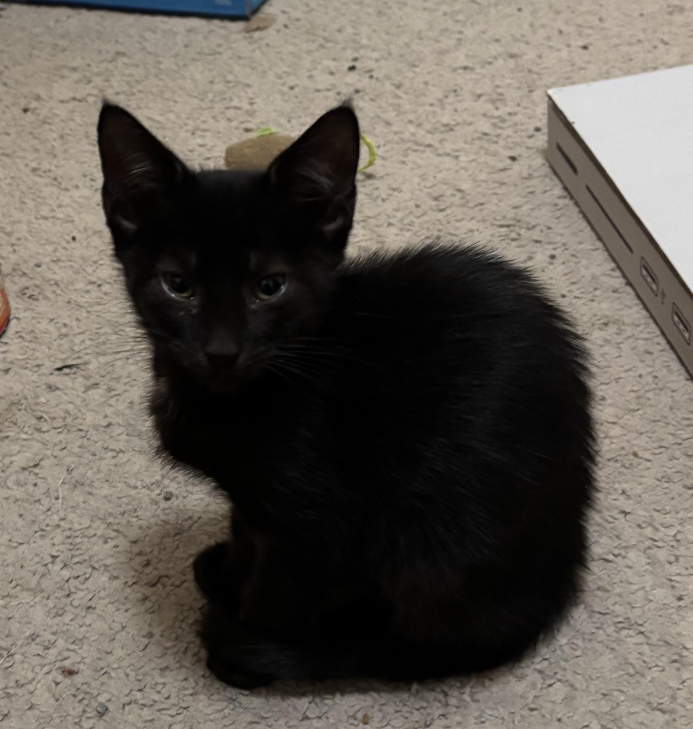 Penelope, Adoptable, Kitten Female Domestic Short Hair.