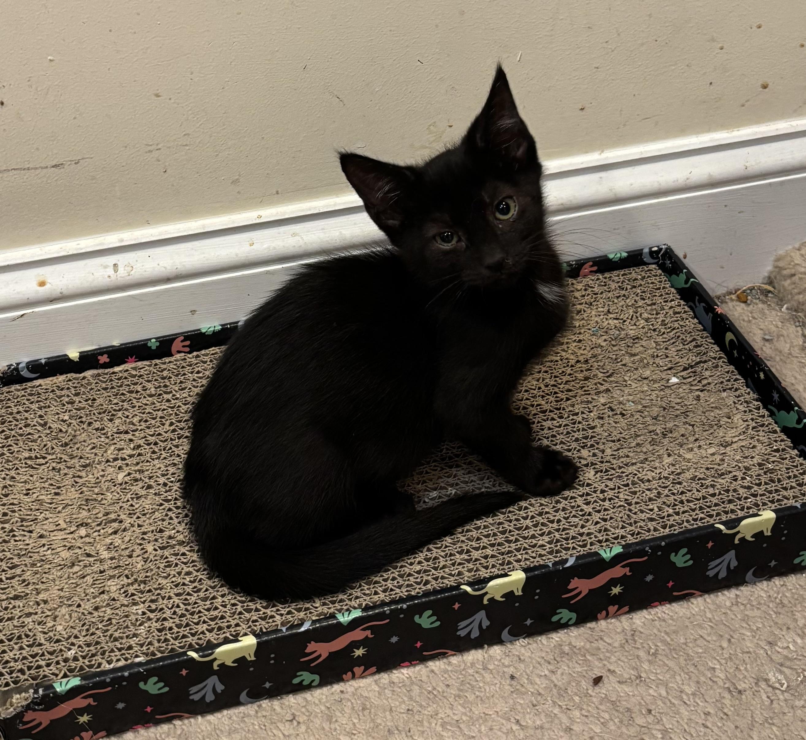 Enlarge Penelope, a Adoptable Domestic Short Hair in Bensalem, PA image 2/3