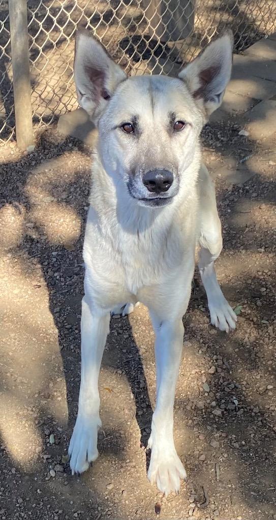 Max, Adoptable, Adult Male German Shepherd Dog & Mixed Breed.