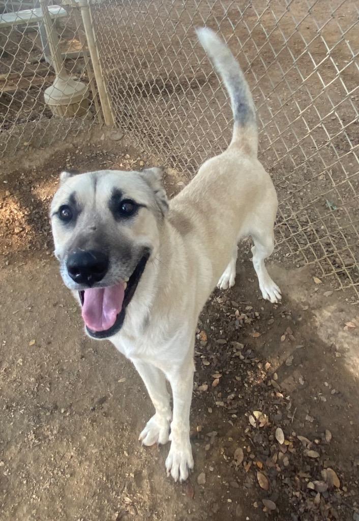 Enlarge Max, a Adoptable mixed breed in Lockhart, TX image 3/3