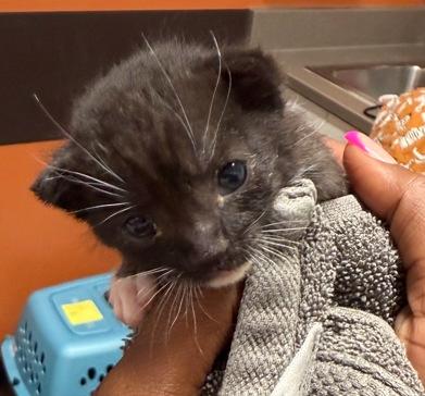 Enlarge Honeybear, a Adopted Domestic Short Hair in Decatur, GA image 1/3