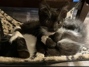 Enlarge Honeybear, a Adopted Domestic Short Hair in Decatur, GA image 2/3