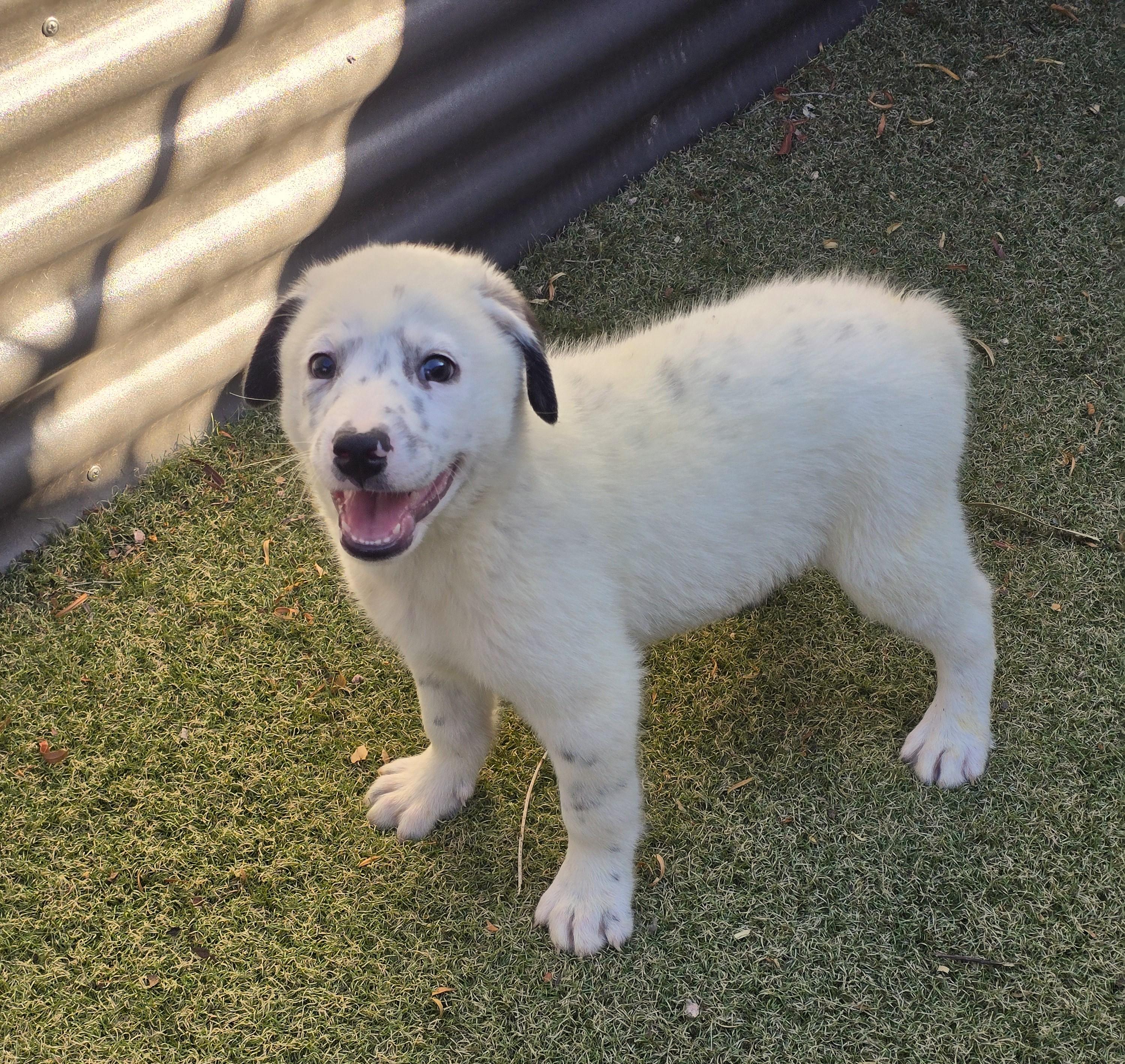 Enlarge Slate, an adopted mixed breed in Apache Junction, AZ image 3/5