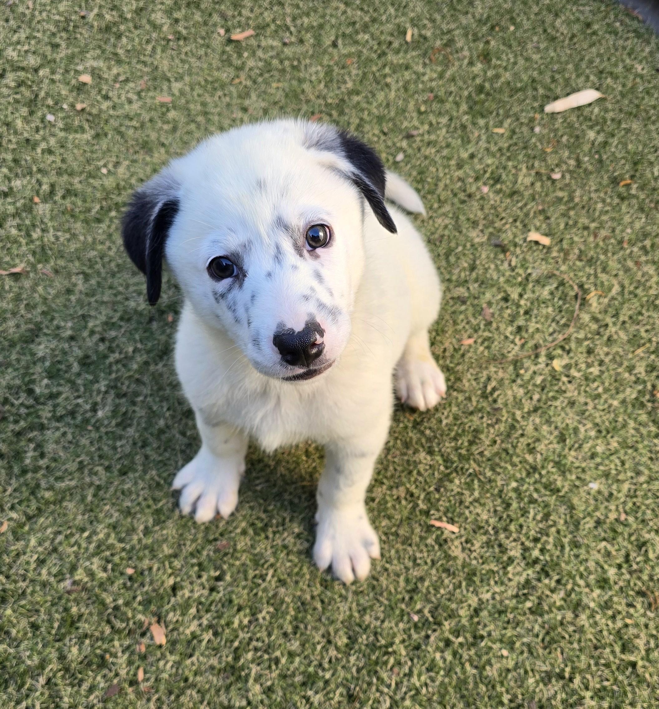 Enlarge Slate, an adopted mixed breed in Apache Junction, AZ image 2/5