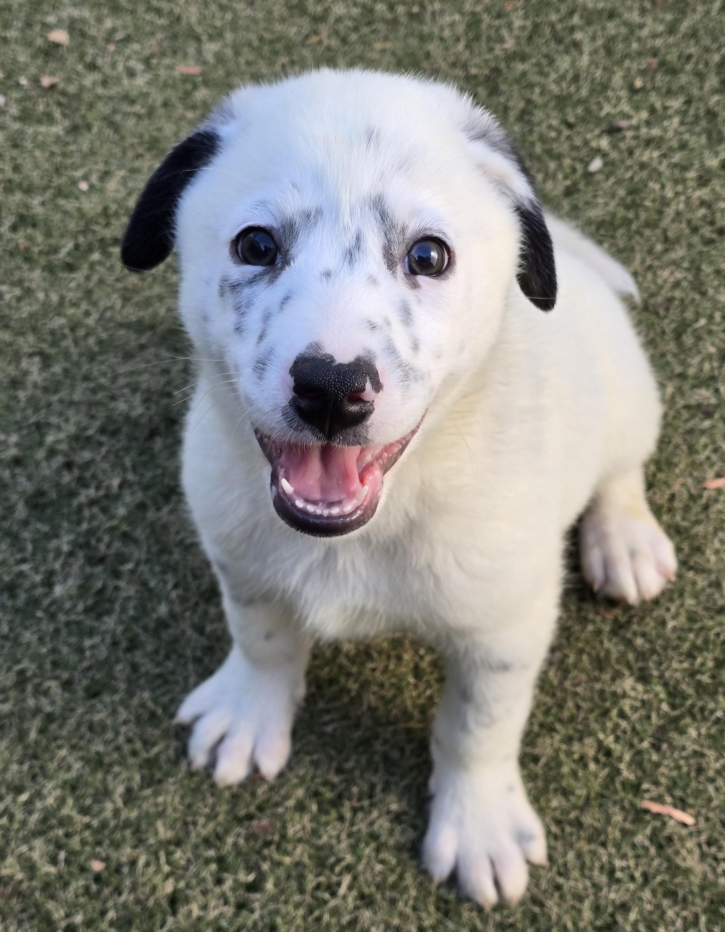 Slate, ADOPTABLE, Puppy Male Australian Cattle Dog / Blue Heeler & Australian Shepherd.