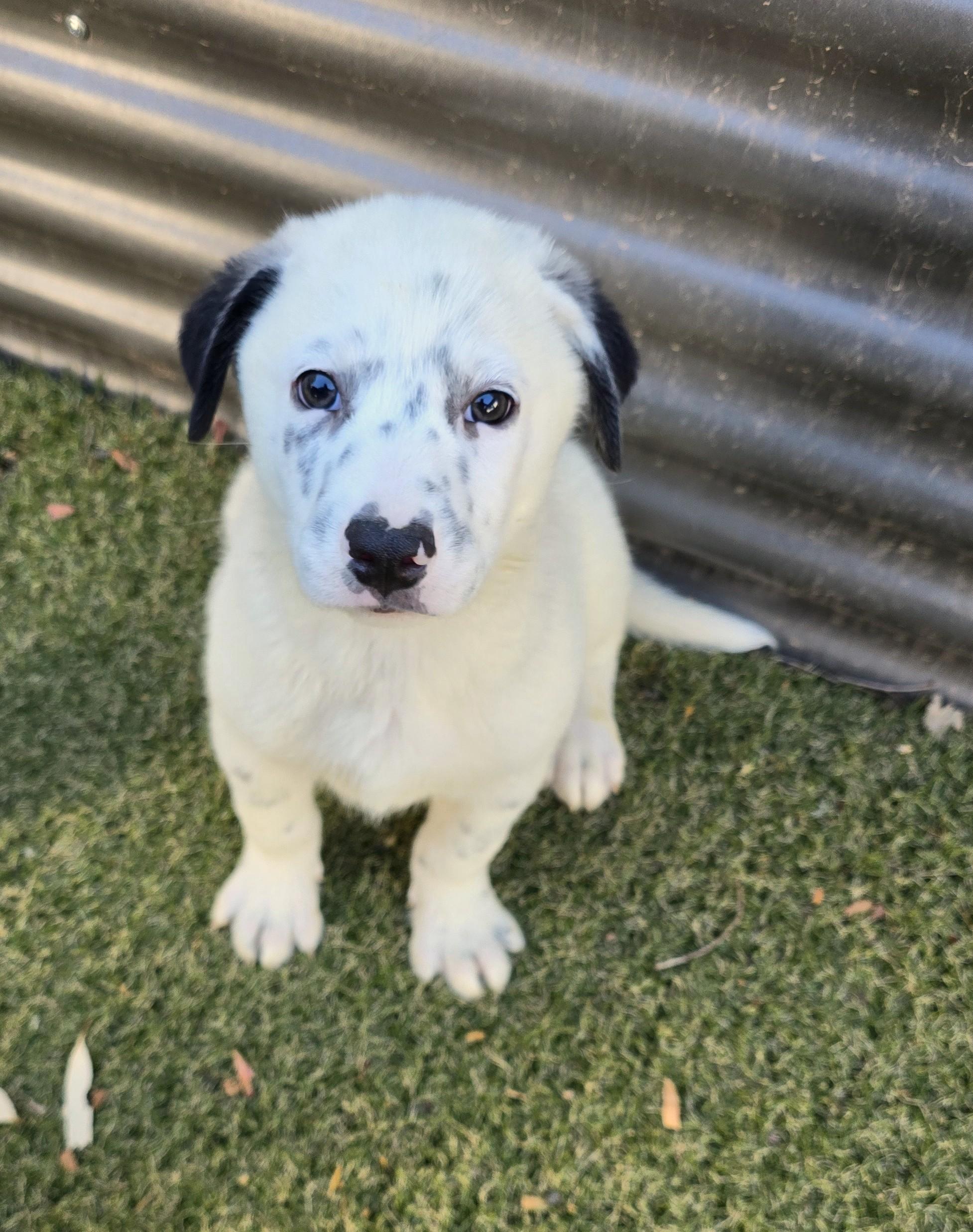 Enlarge Slate, an adopted mixed breed in Apache Junction, AZ image 5/5