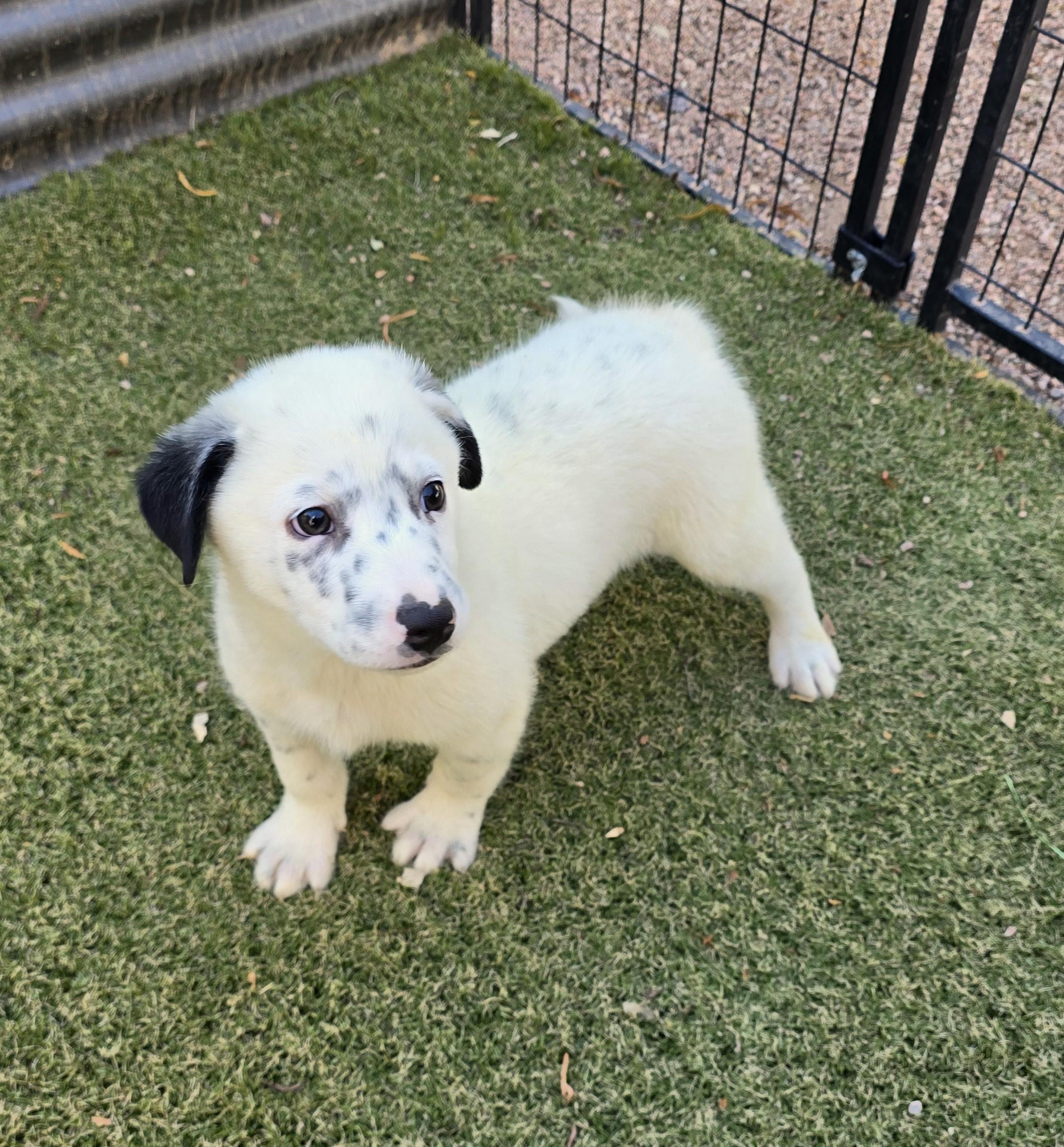 Enlarge Slate, an adopted mixed breed in Apache Junction, AZ image 4/5