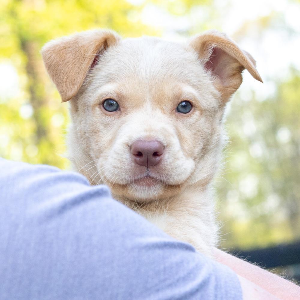 Meadow (female) , adopted, Puppy Female American Bulldog & Retriever.