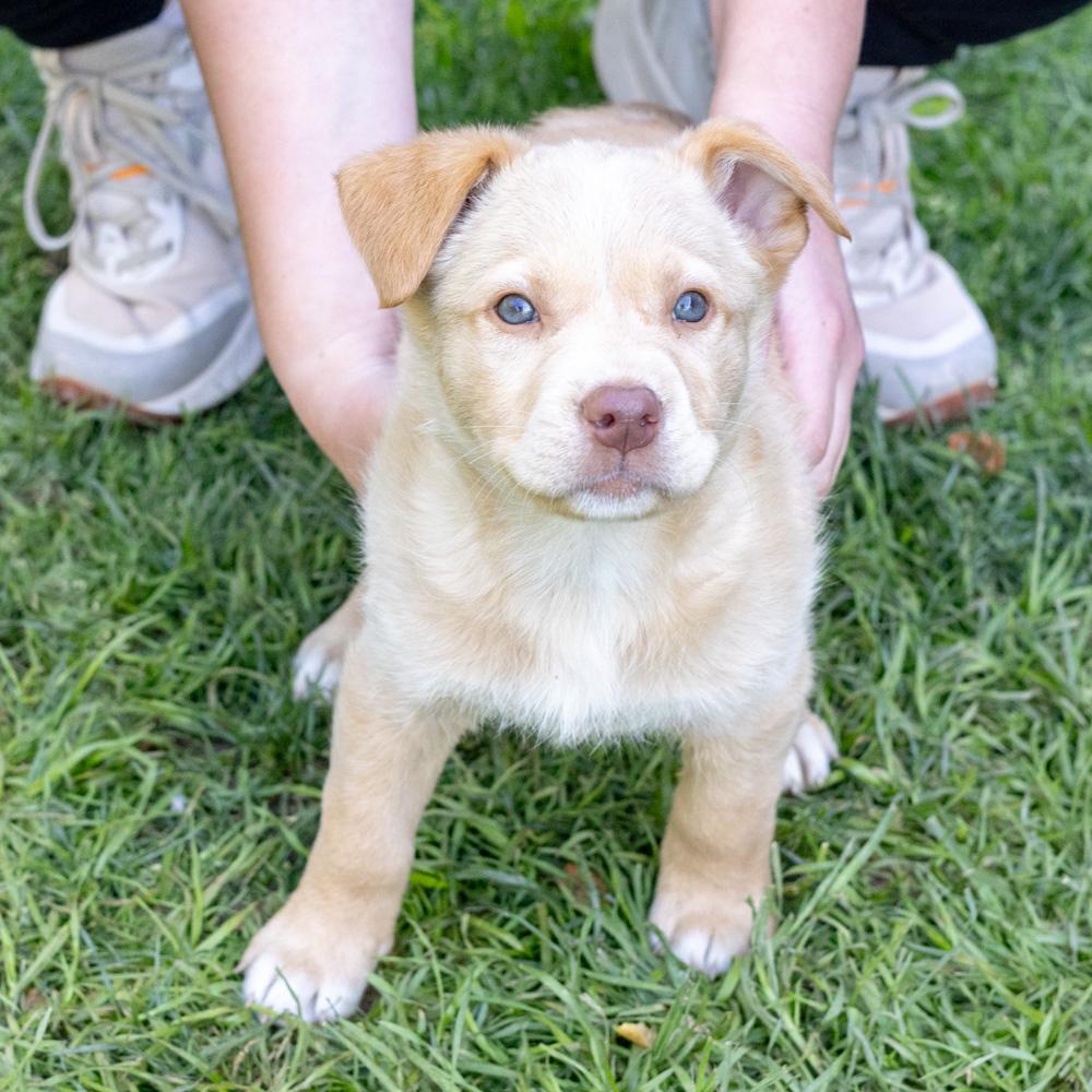 Enlarge Meadow (female) , an adopted mixed breed in West Grove, PA image 2/5