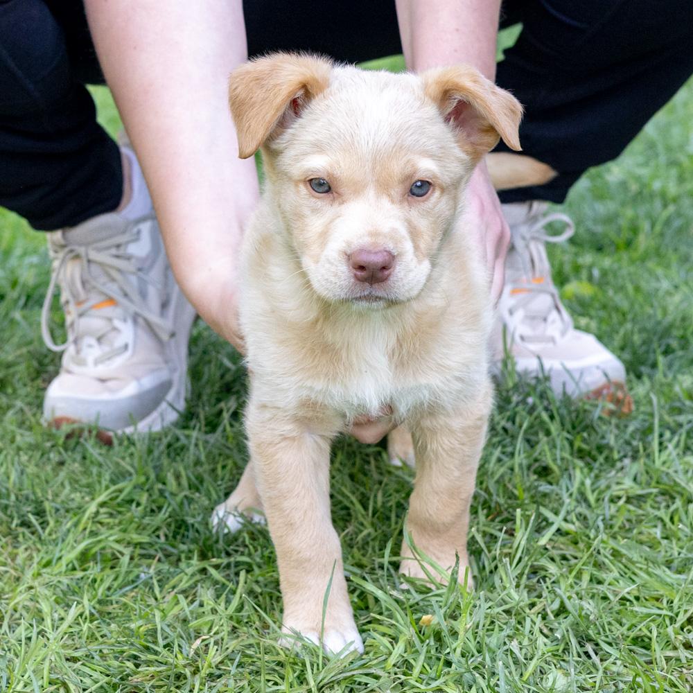 Enlarge Meadow (female) , an adopted mixed breed in West Grove, PA image 4/5