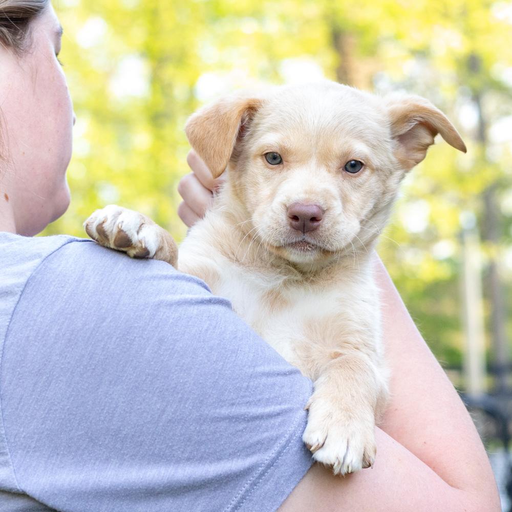 Enlarge Meadow (female) , an adopted mixed breed in West Grove, PA image 5/5
