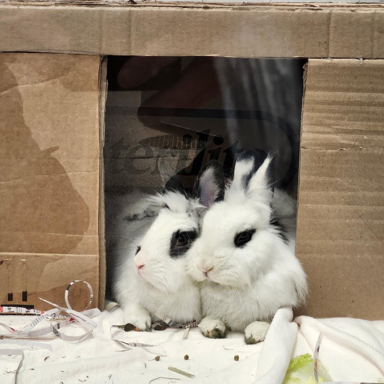 Enlarge Dolce and Gabanna, a other Lionhead in Teterboro, NJ image 1/2