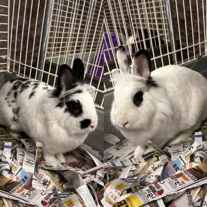 Enlarge Dolce and Gabanna, a other Lionhead in Teterboro, NJ image 2/2