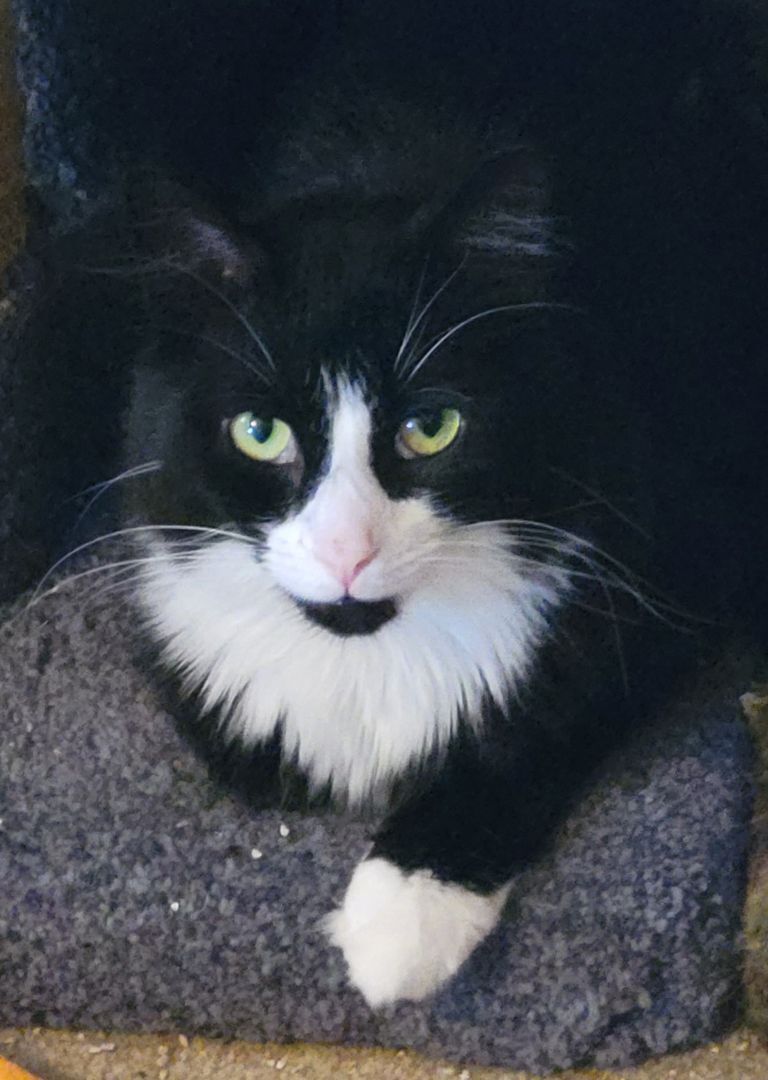 Willow, a Adoptable Domestic Long Hair in Green Brook, NJ image 1/2