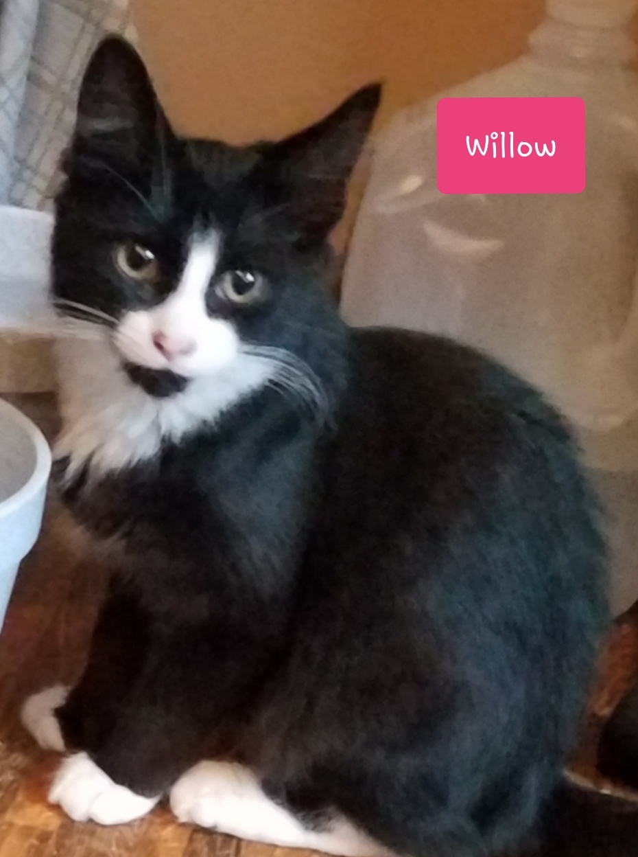 Willow, a Adoptable Domestic Long Hair in Green Brook, NJ image 2/2