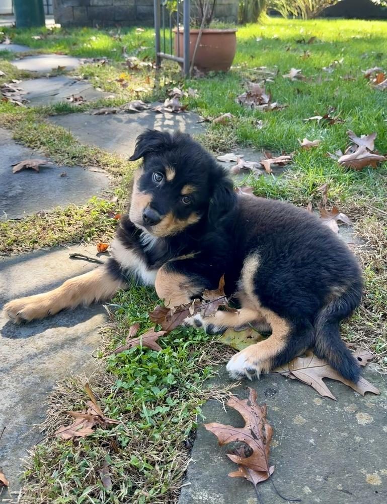 Enlarge Bentley, a Adoptable mixed breed in Greenlawn, NY image 1/5