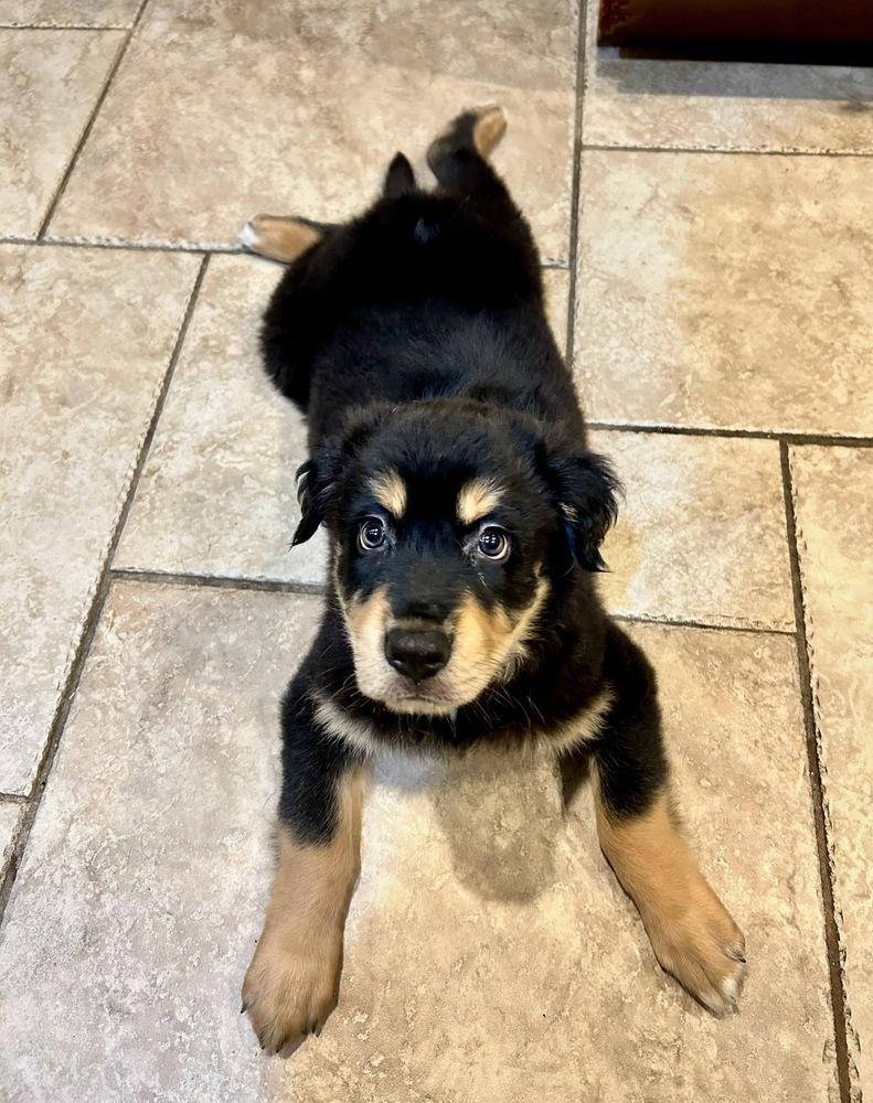 Enlarge Bentley, a Adoptable mixed breed in Greenlawn, NY image 3/5