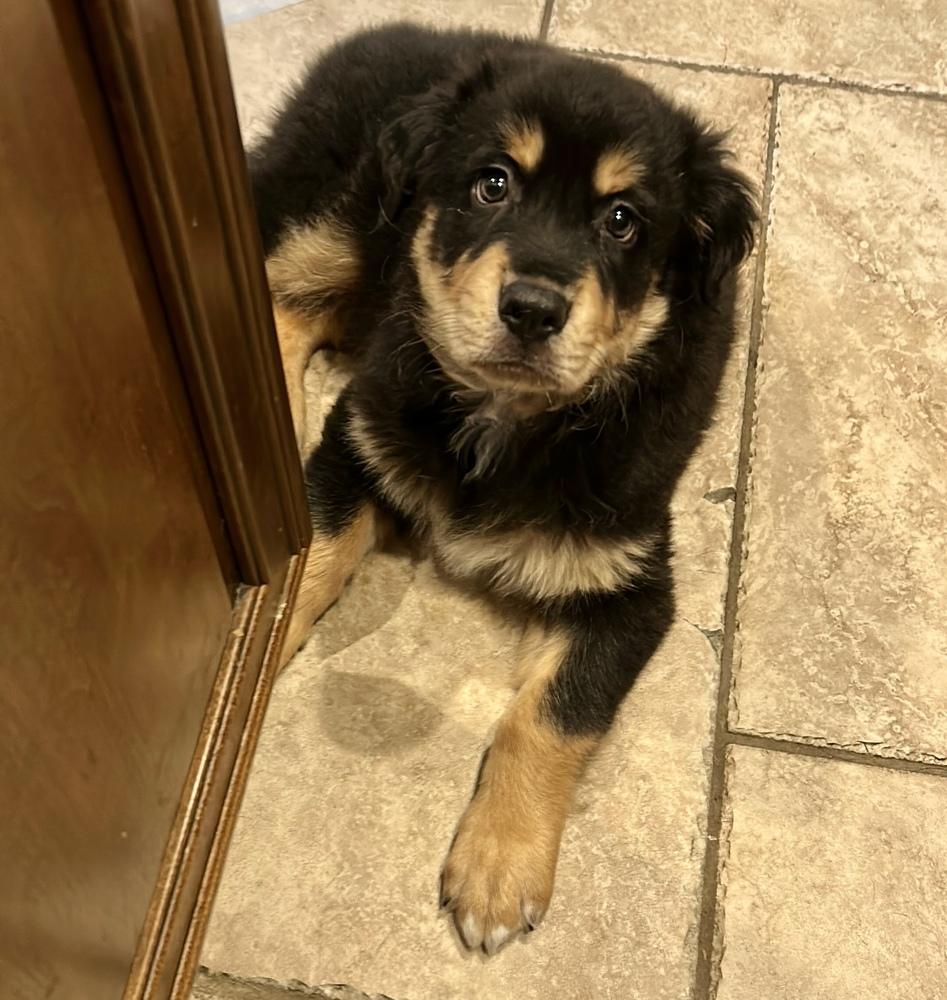 Enlarge Bentley, a Adoptable mixed breed in Greenlawn, NY image 5/5