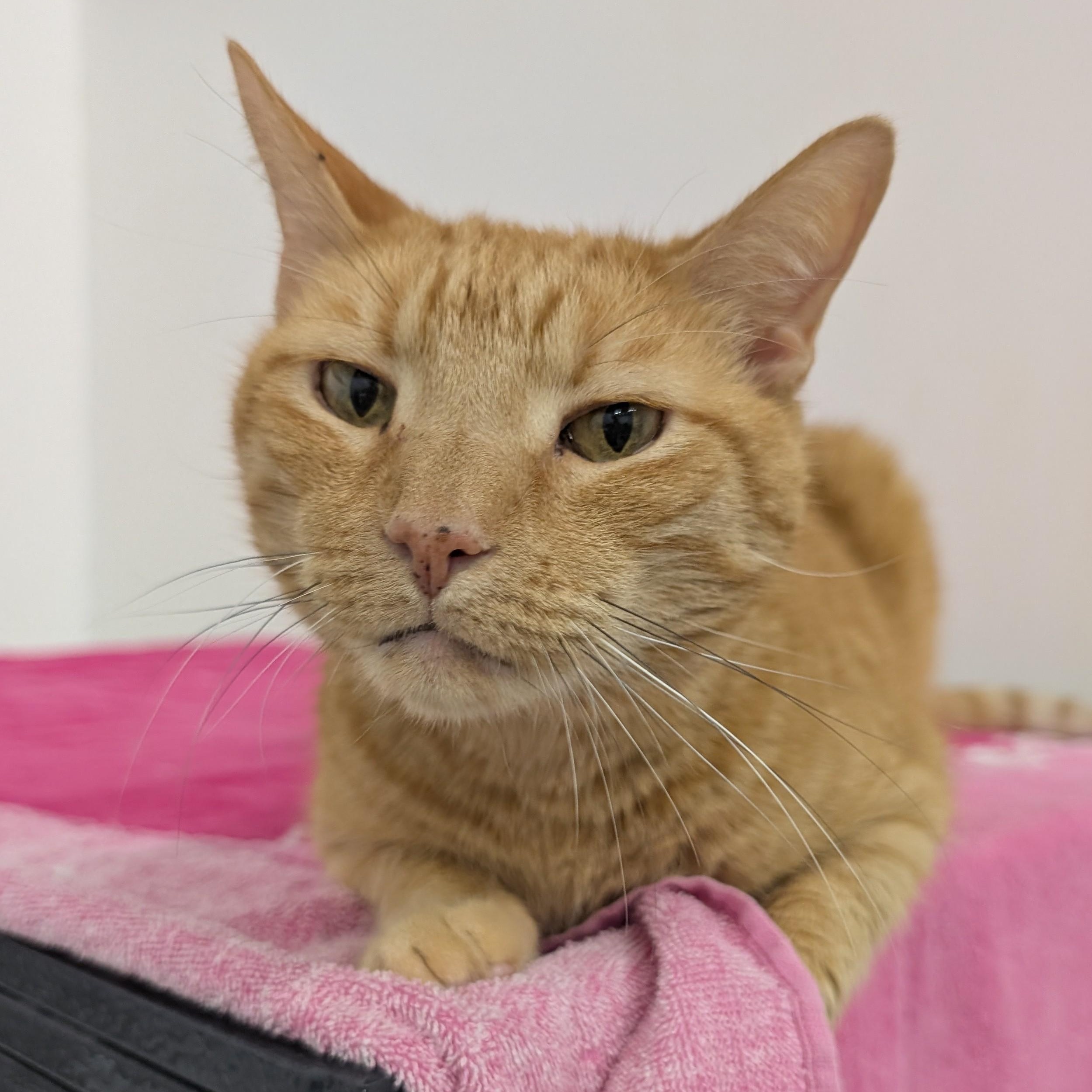 Ryan, Adoptable, Adult Male Domestic Short Hair.