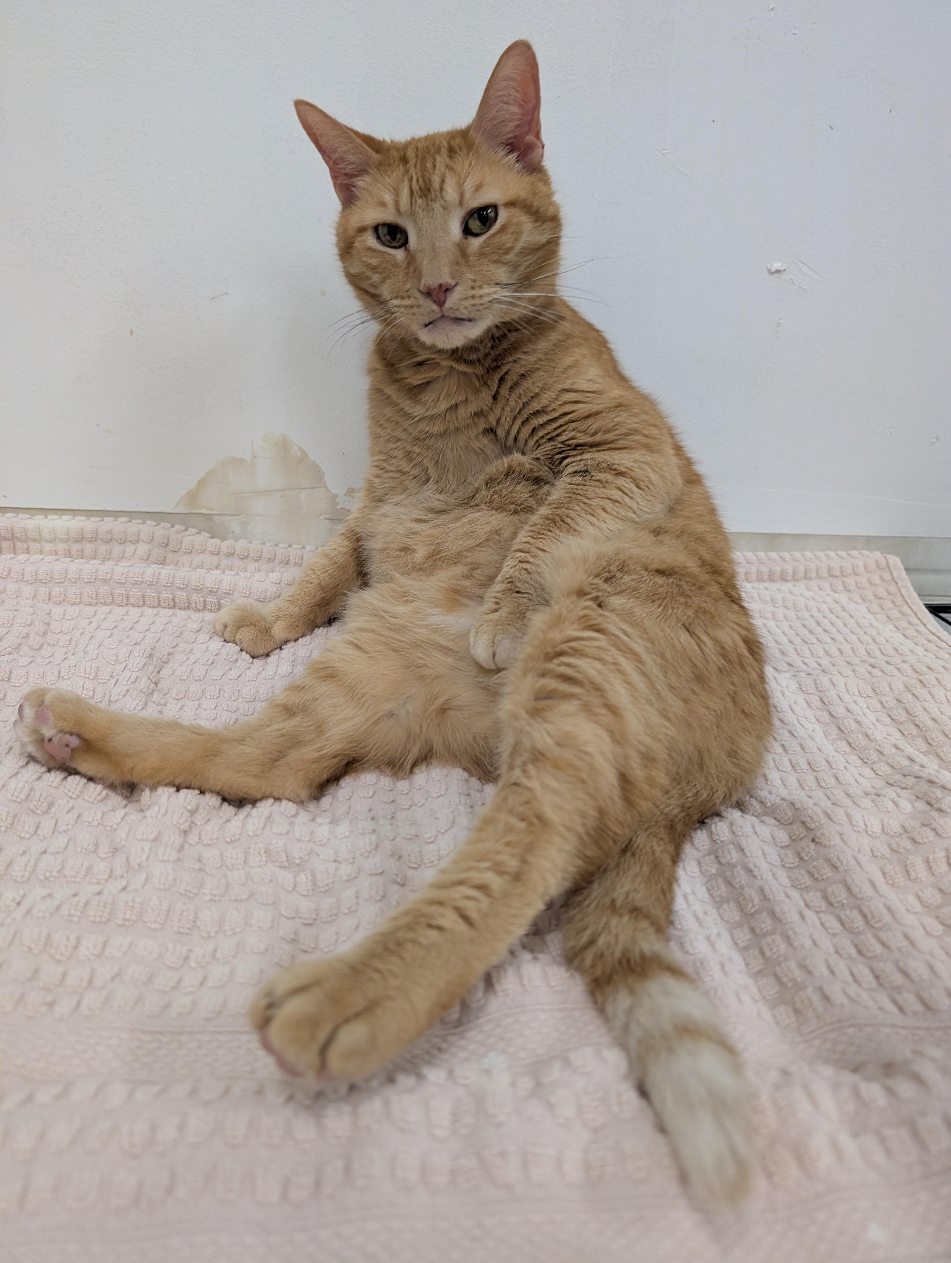 Enlarge Ryan, a Adoptable Domestic Short Hair in West Palm Beach, FL image 4/6