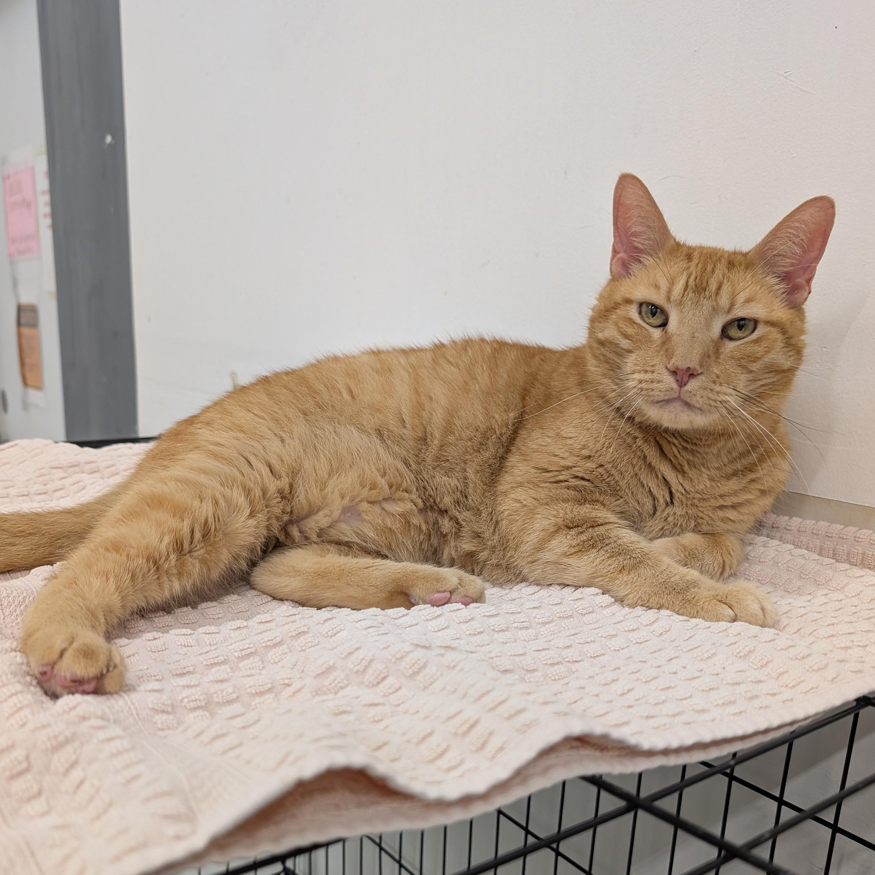 Enlarge Ryan, a Adoptable Domestic Short Hair in West Palm Beach, FL image 2/6