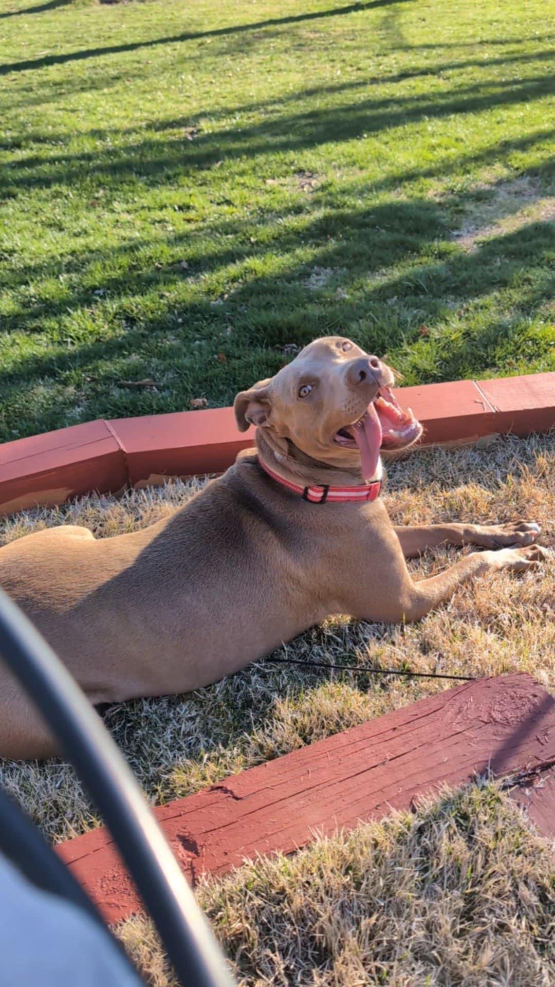 Enlarge Mocha, a Adoptable mixed breed in grant, AL image 2/4