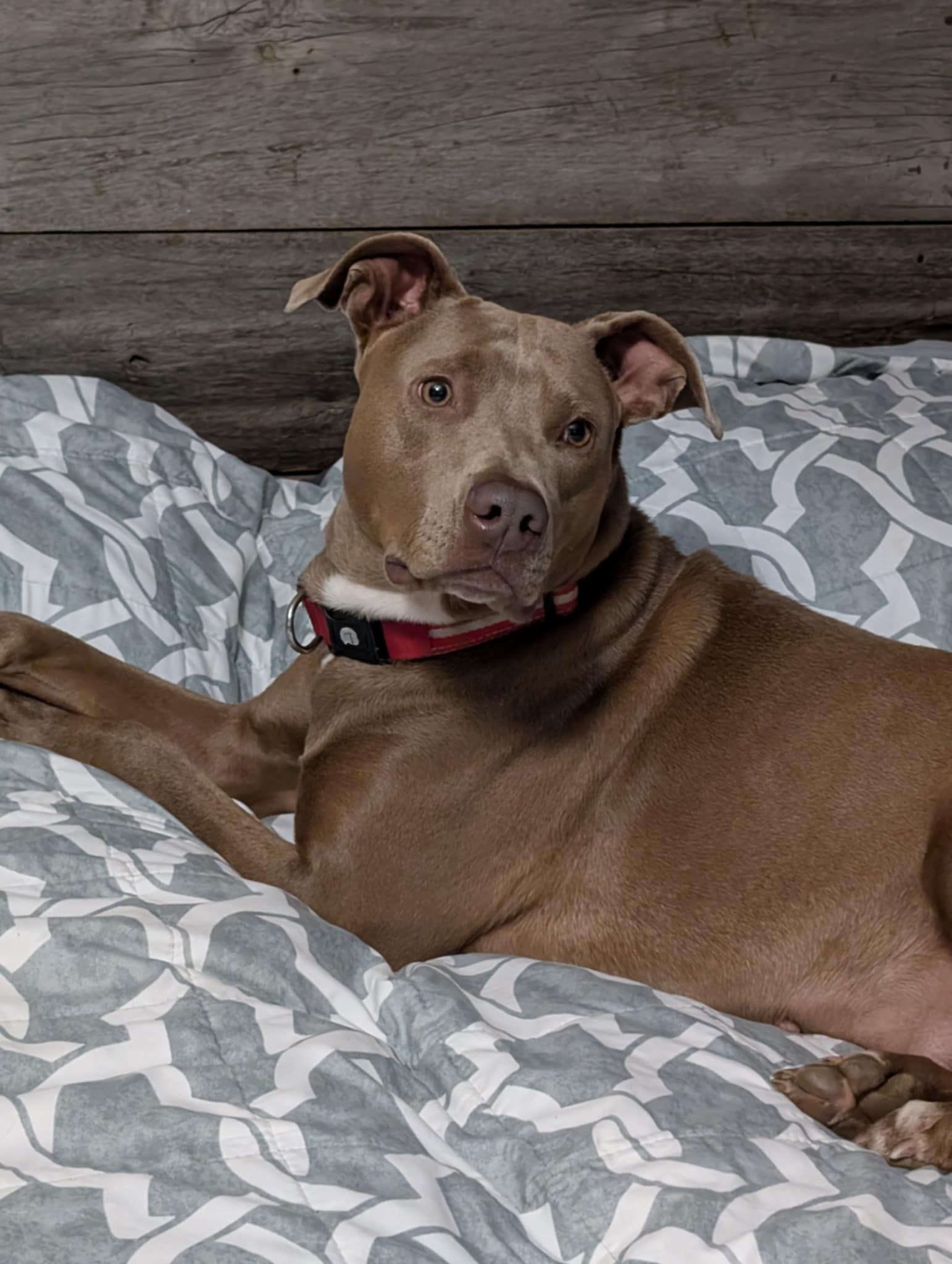 Mocha, an adoptable Weimaraner, Pit Bull Terrier in grant, AL, 35747 | Photo Image 3