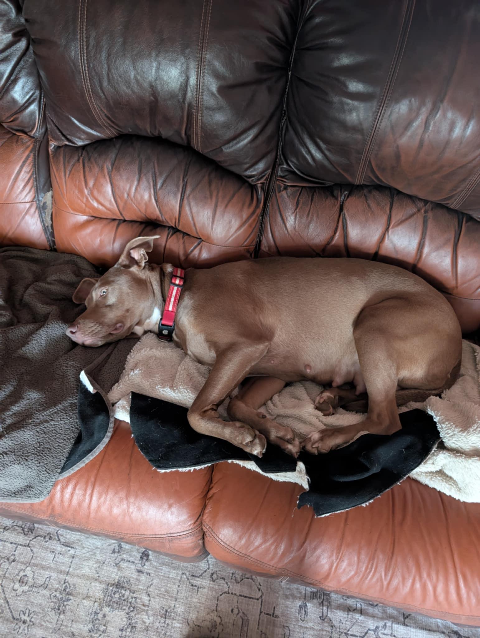 Mocha, an adoptable Weimaraner, Pit Bull Terrier in grant, AL, 35747 | Photo Image 4