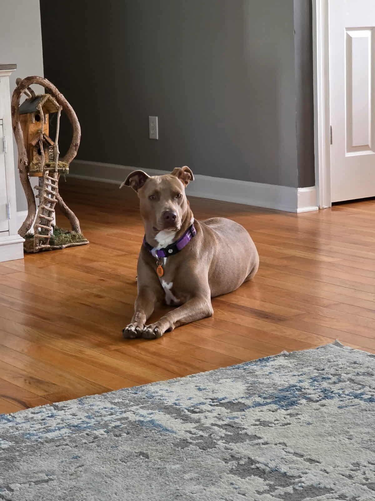 Mocha, Adoptable, Adult Female Weimaraner & Pit Bull Terrier.