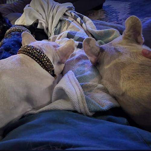 Theo, a Adoptable French Bulldog in Austin, TX image 1/5