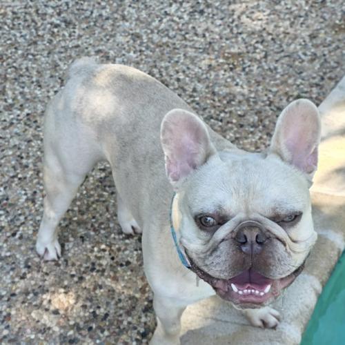 Theo, a Adoptable French Bulldog in Austin, TX image 2/5