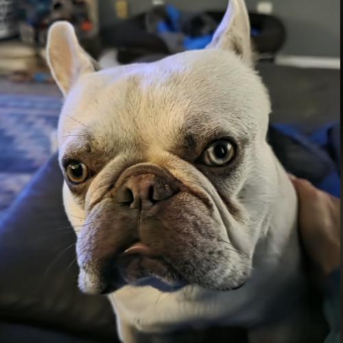 Theo, a Adoptable French Bulldog in Austin, TX image 3/5