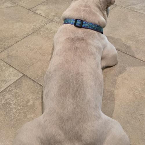 Theo, a Adoptable French Bulldog in Austin, TX image 4/5