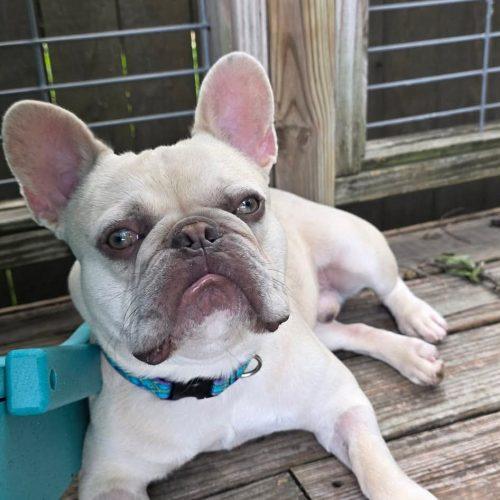Theo, a Adoptable French Bulldog in Austin, TX image 5/5