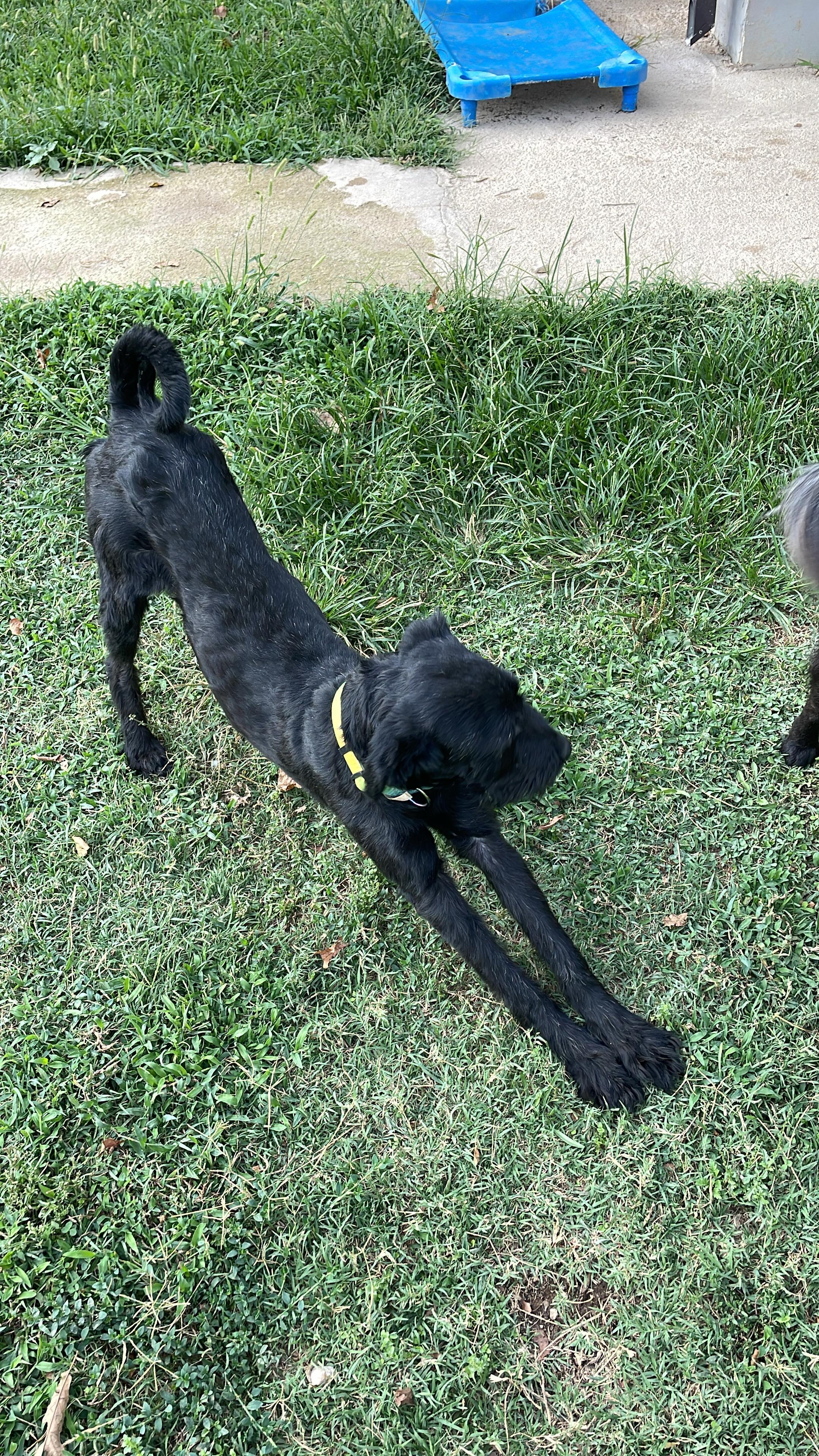 Oscar