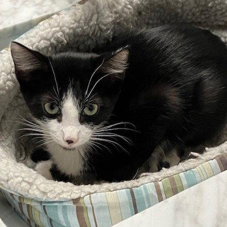 Benji, Adoptable, Kitten Male Tuxedo & Domestic Short Hair.
