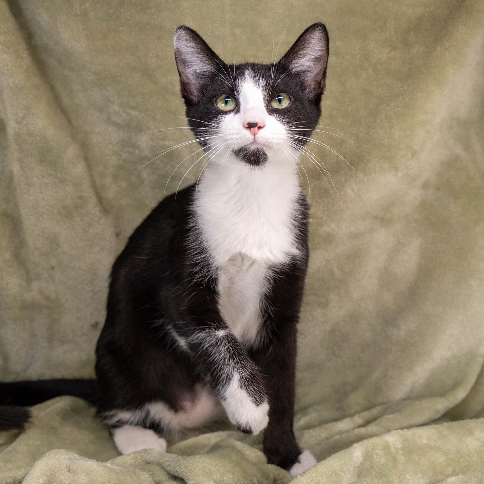 Enlarge Benji, a Adoptable mixed breed in Garland, TX image 3/3