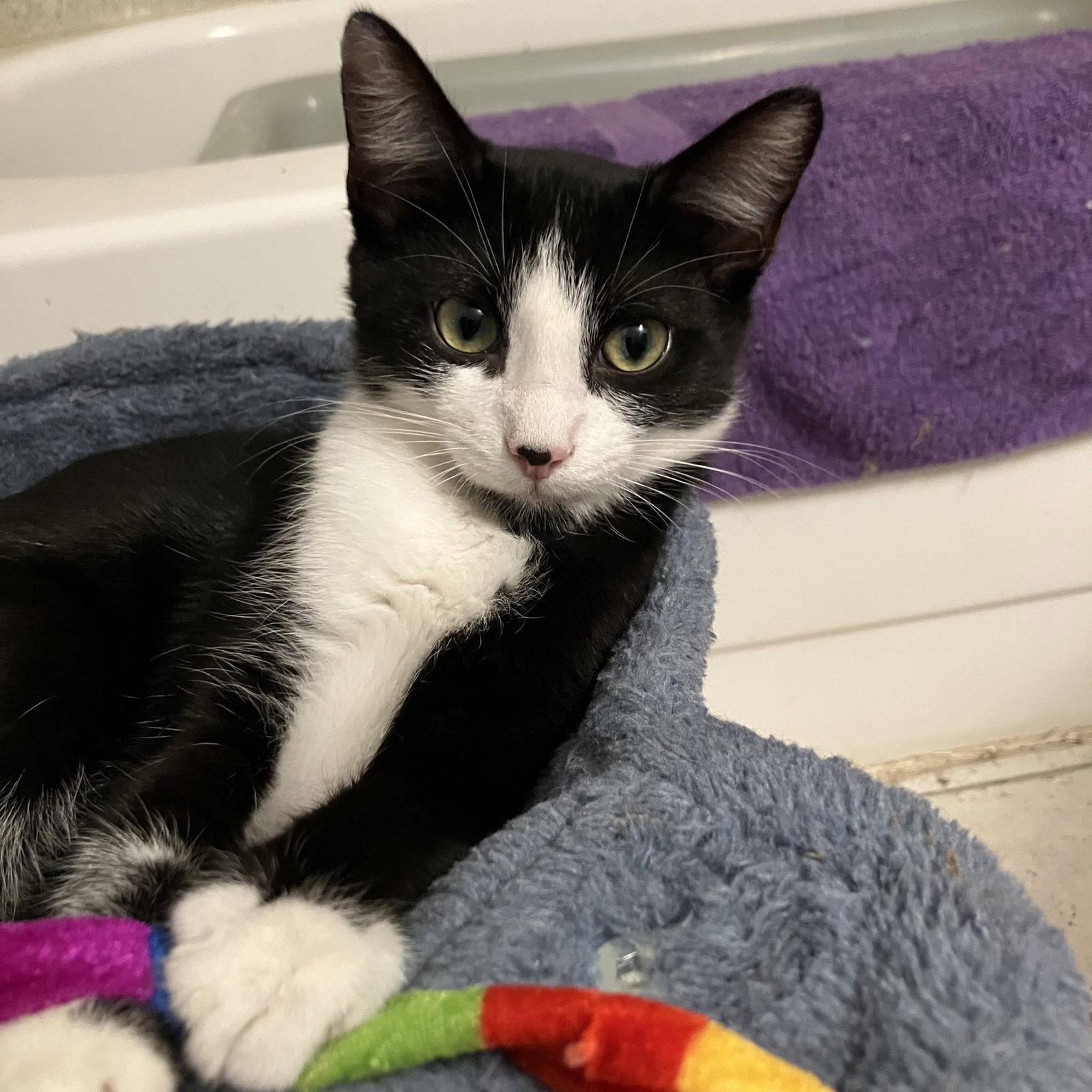Enlarge Benji, a Adoptable mixed breed in Garland, TX image 2/3