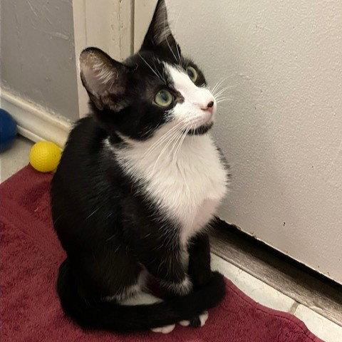 Enlarge Benji, a Adoptable mixed breed in Garland, TX image 2/3