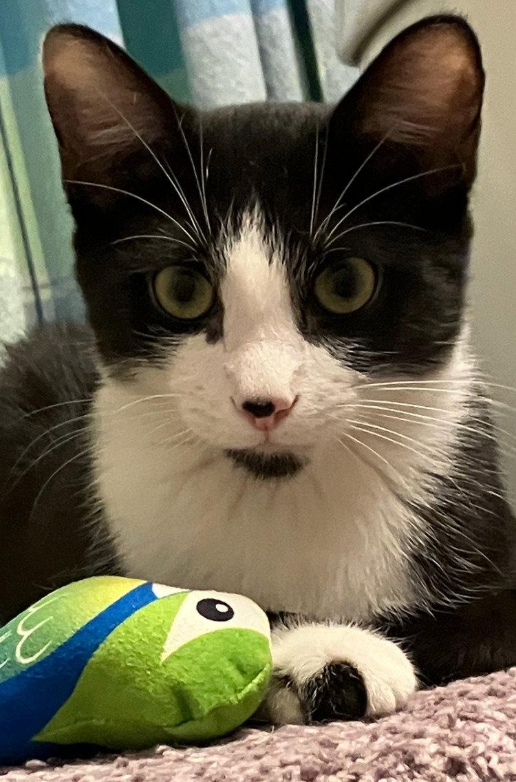 Benji, Adoptable, Kitten Male Tuxedo & Domestic Short Hair.