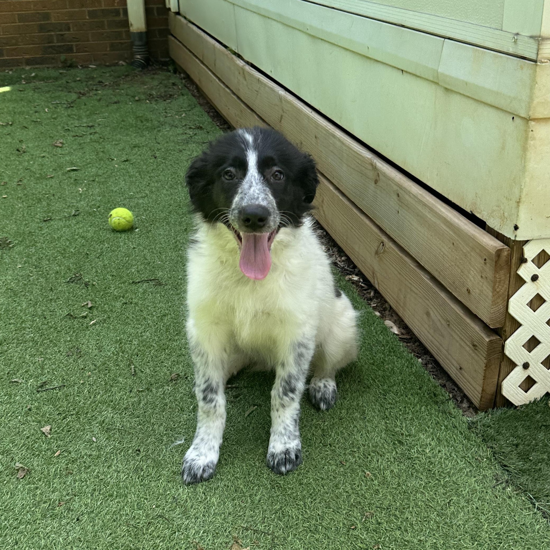Enlarge Lila, a ADOPTABLE mixed breed in Smyrna, TN image 3/3