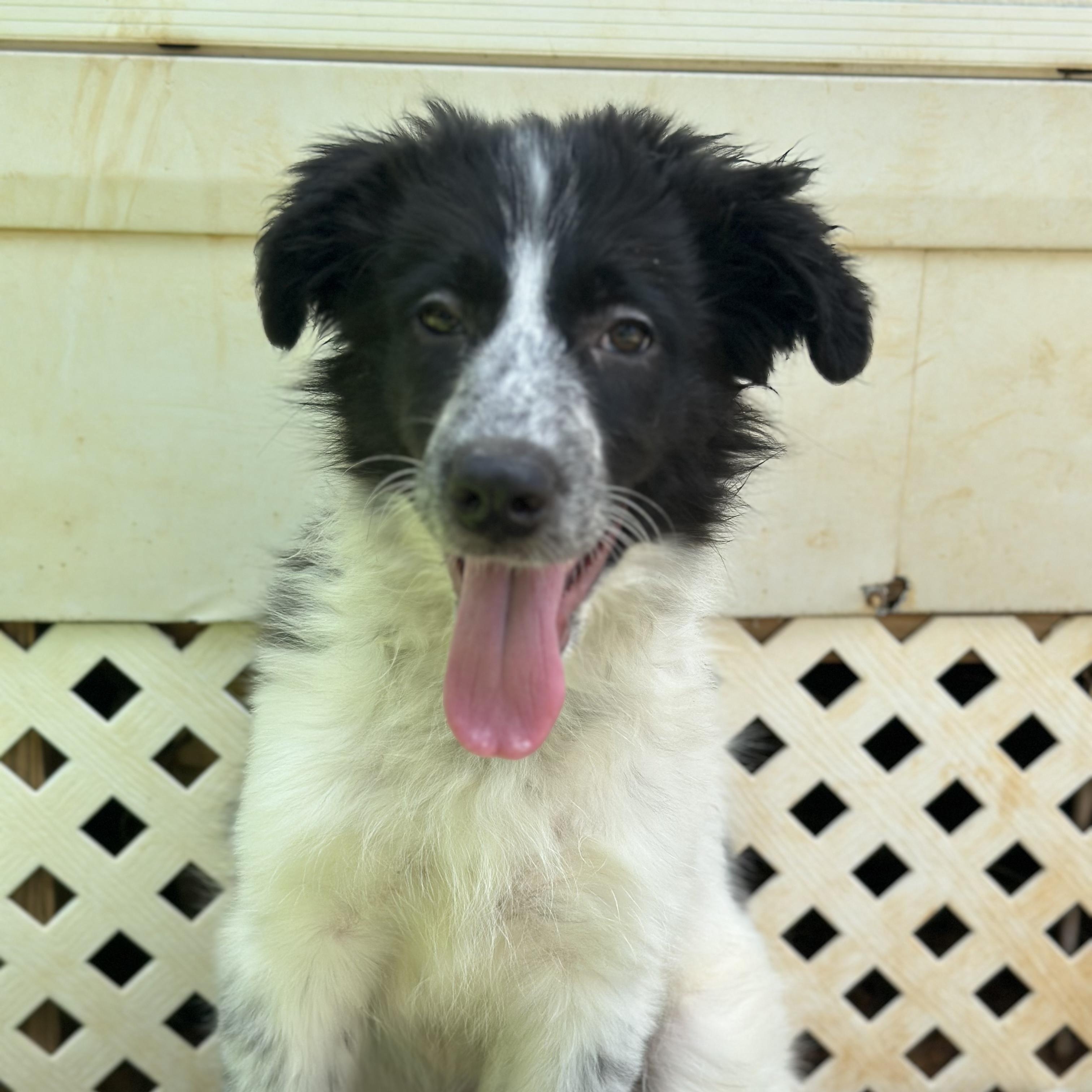 Enlarge Lila, a ADOPTABLE mixed breed in Smyrna, TN image 2/3