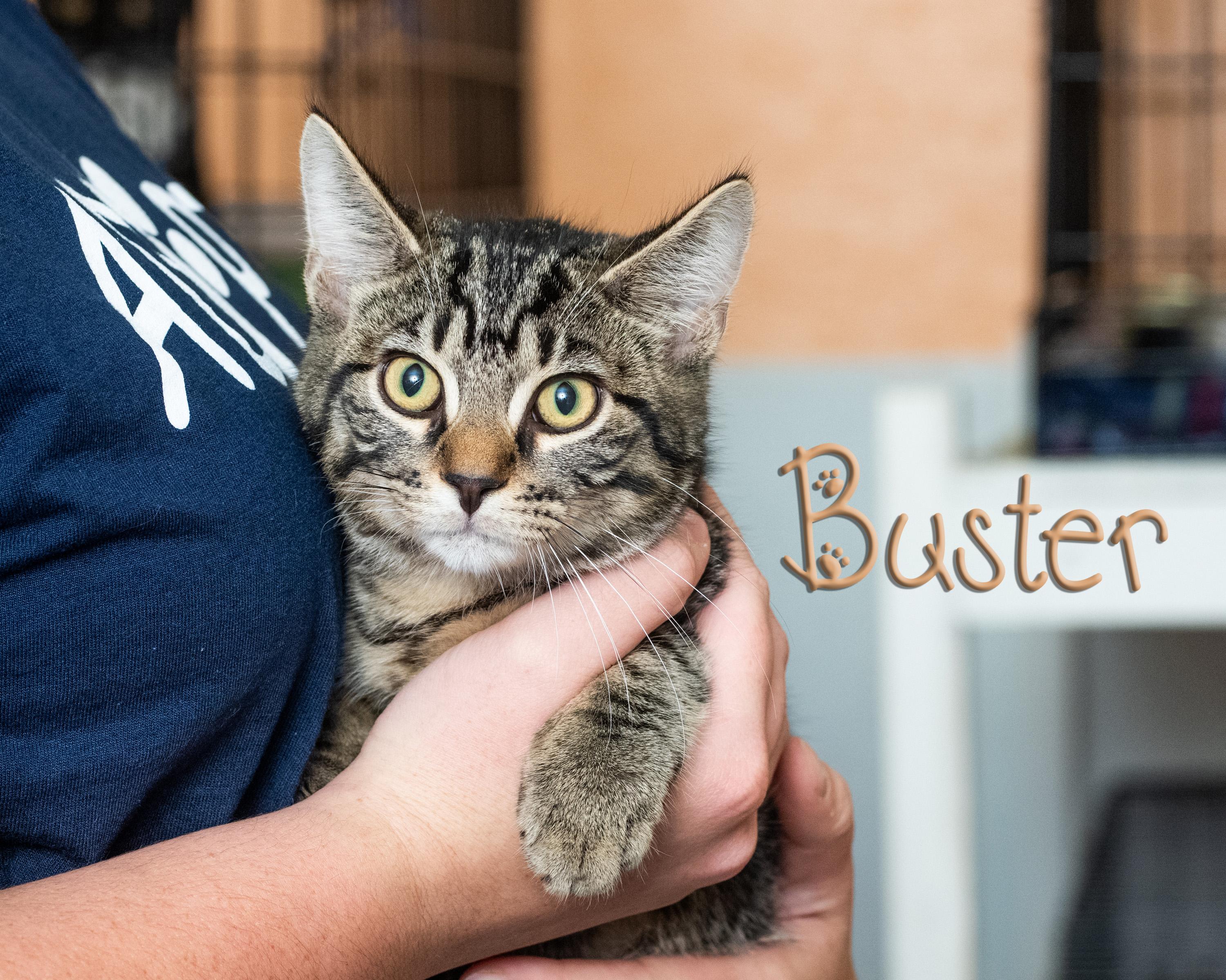 Buster, Adoptable, Young Male Domestic Long Hair.