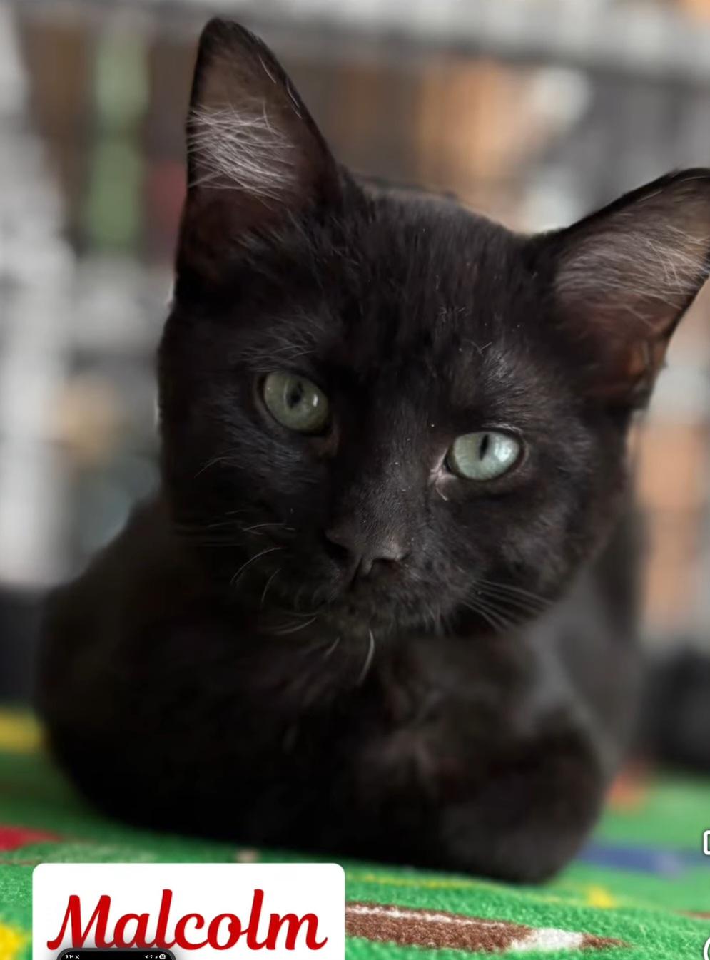 Enlarge Malcom, an adopted Domestic Short Hair in Monticello, IL image 1/1