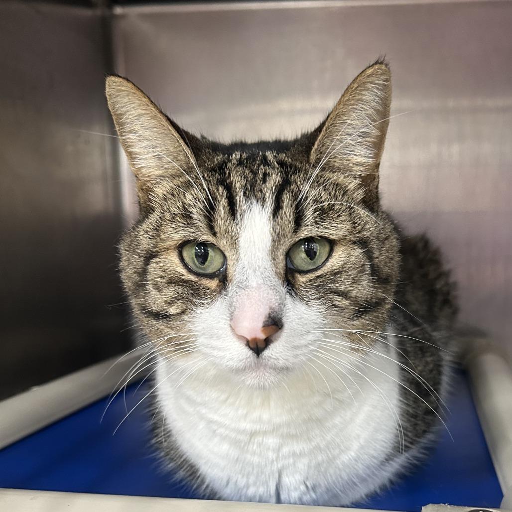 Enlarge Damon, a Adoptable Domestic Short Hair in Newark, NJ image 1/3