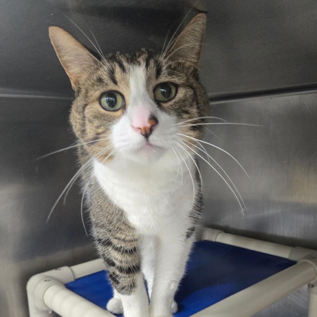 Enlarge Damon, a Adoptable Domestic Short Hair in Newark, NJ image 2/3