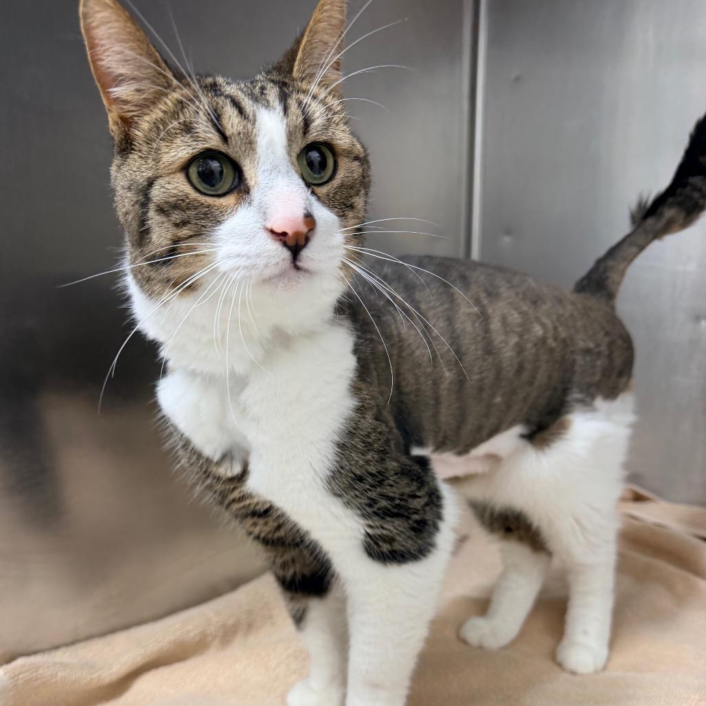 Enlarge Damon, a Adoptable Domestic Short Hair in Newark, NJ image 3/3