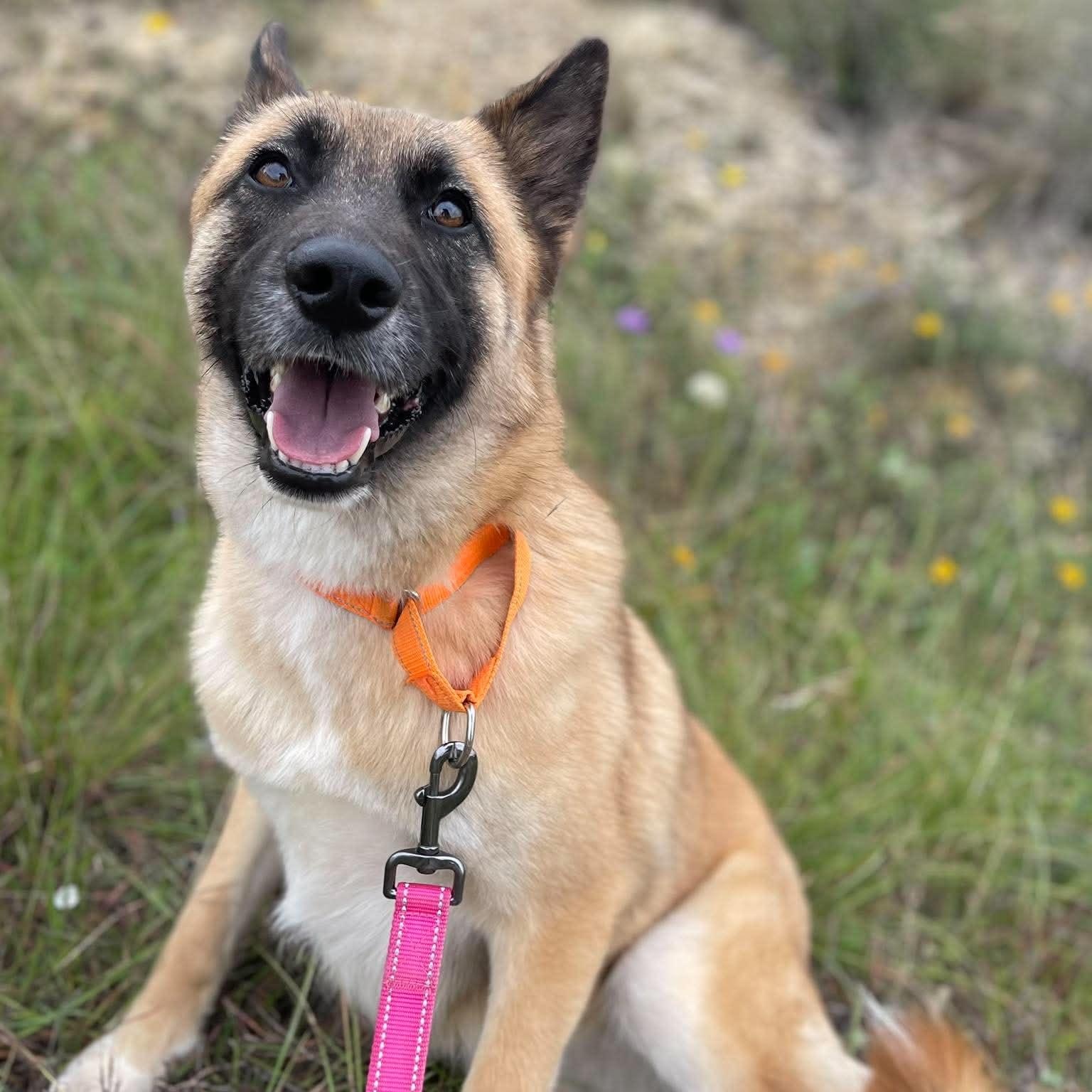 Enlarge Calliope, an adopted German Shepherd Dog in Center Point, TX image 4/5